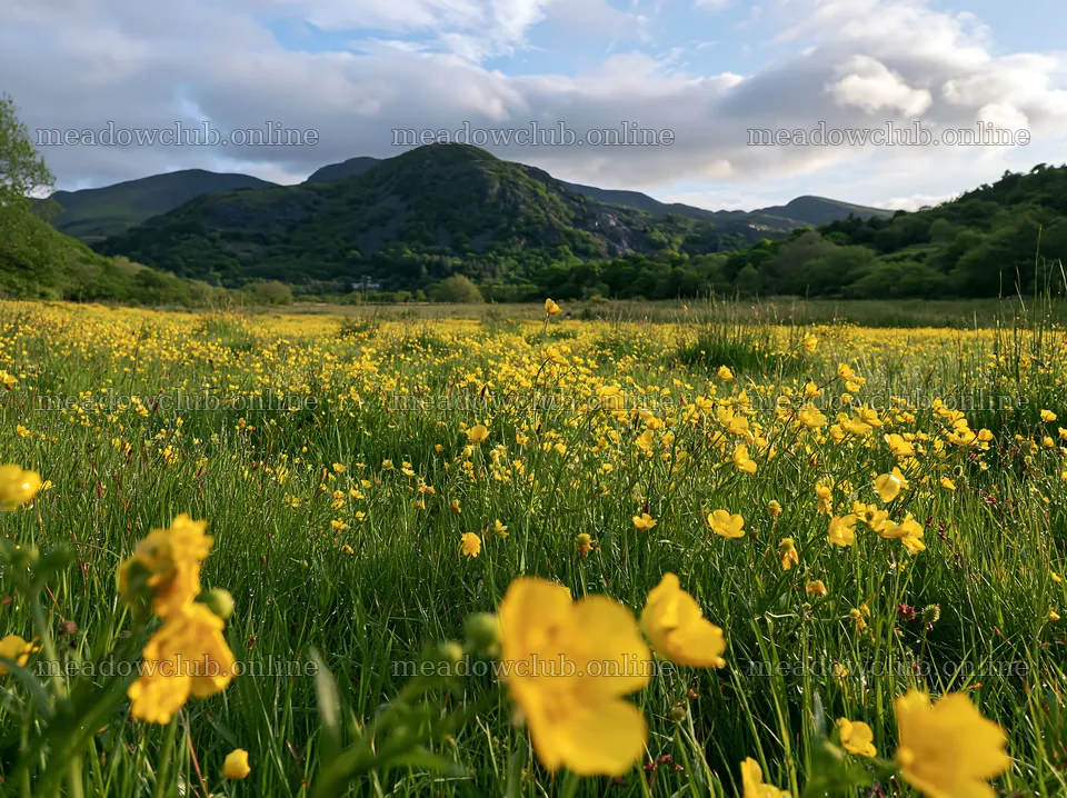 Buttercup meadow under cloudy sky in a green landscape – meadow photos 9174x6866