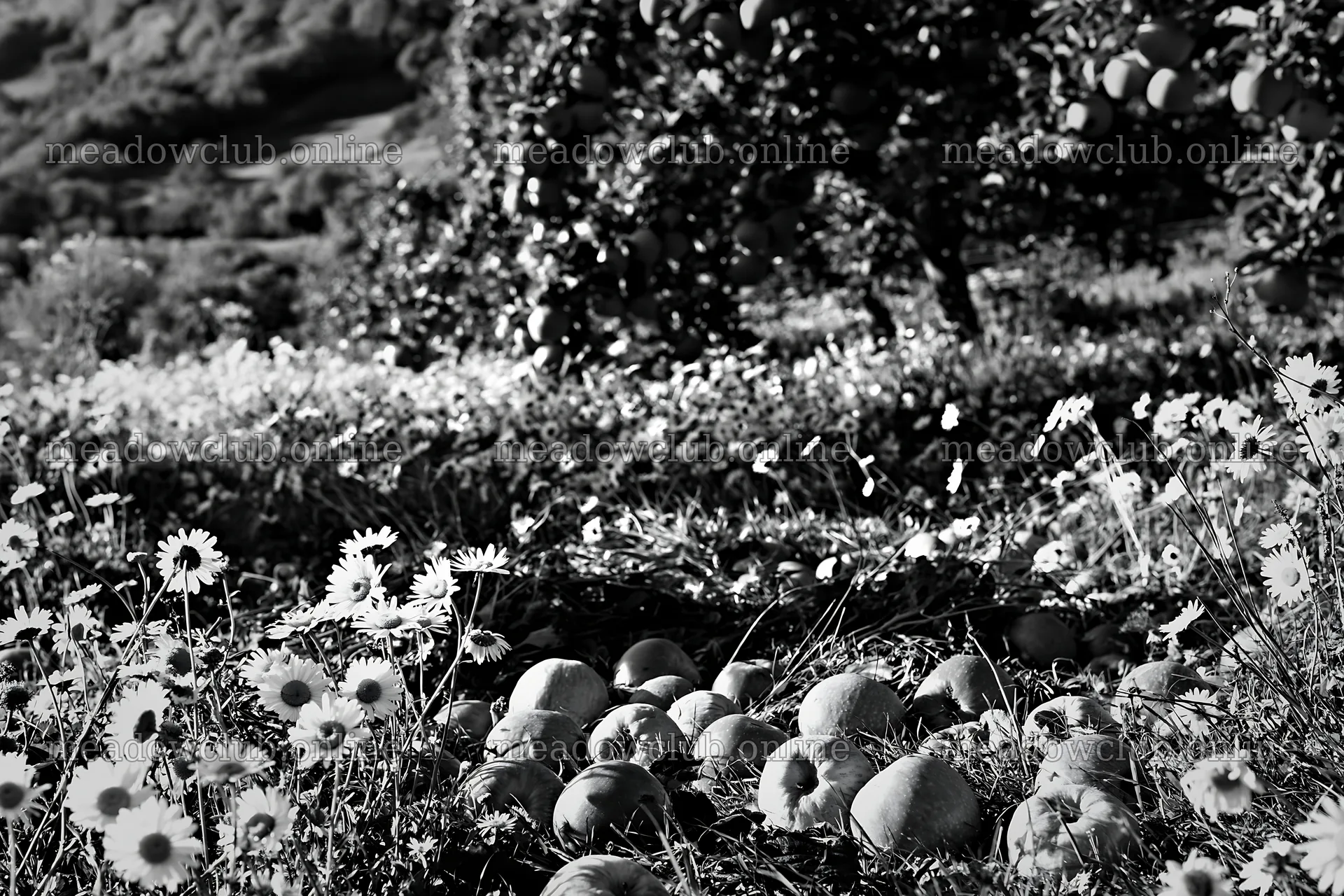 Daisies and apples in a meadow during daylight – meadow photos 9722x6480