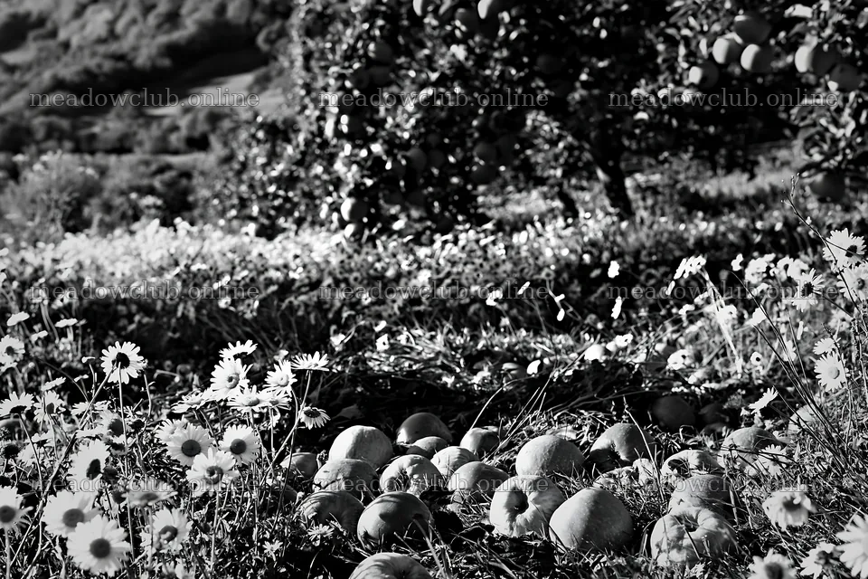 Daisies and apples in a meadow during daylight – meadow photos 9722x6480
