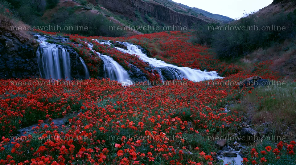 Cascade valley flower meadow with waterfall and red flowers – meadow photos 10608x5938