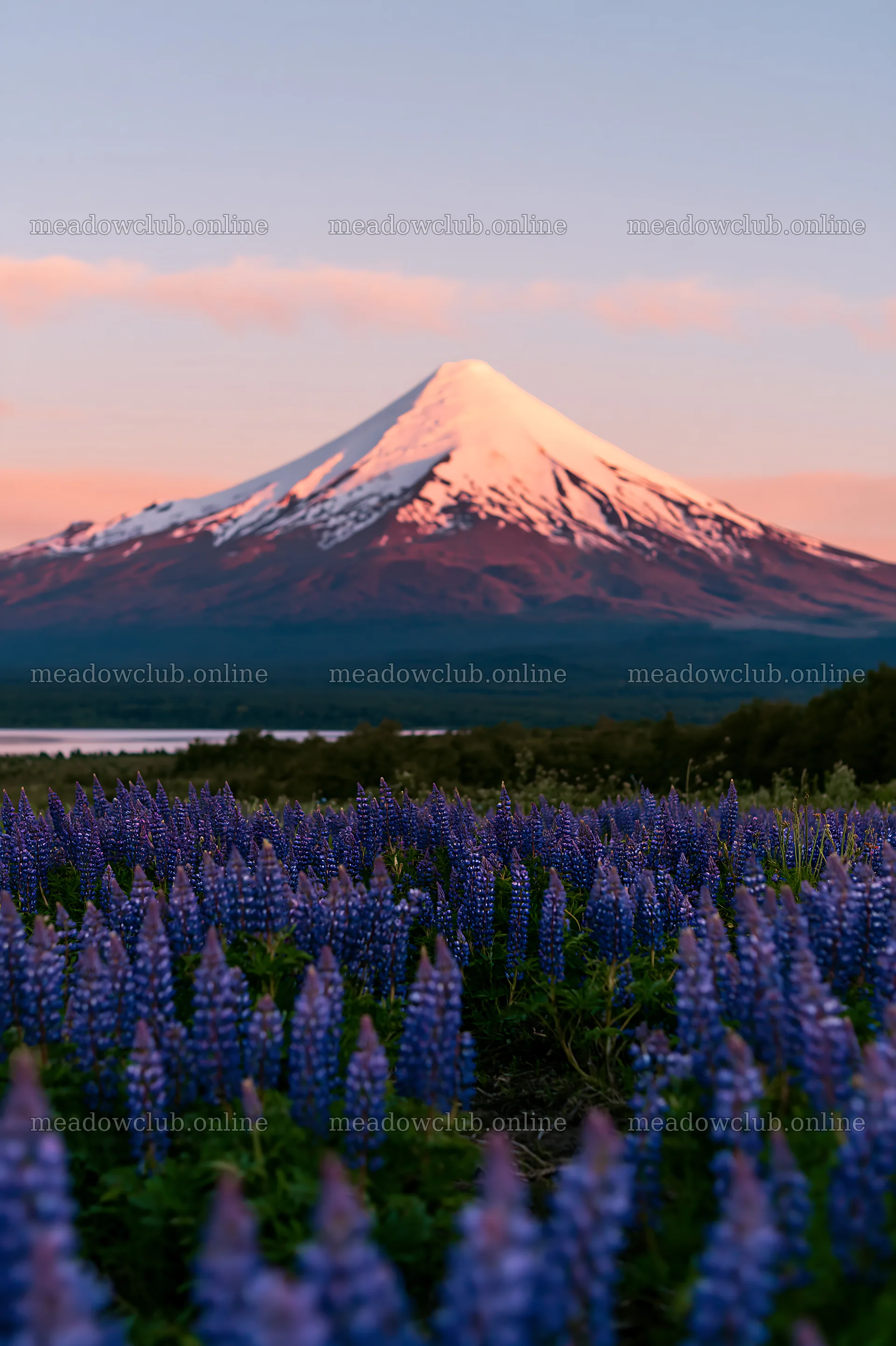 Mt. Fuji above a lupin meadow foreground copy space – meadow photos 6480x9722