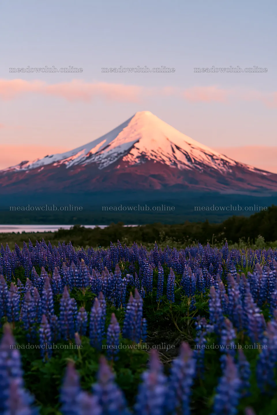 Mt. Fuji above a lupin meadow foreground copy space – meadow photos 6480x9722