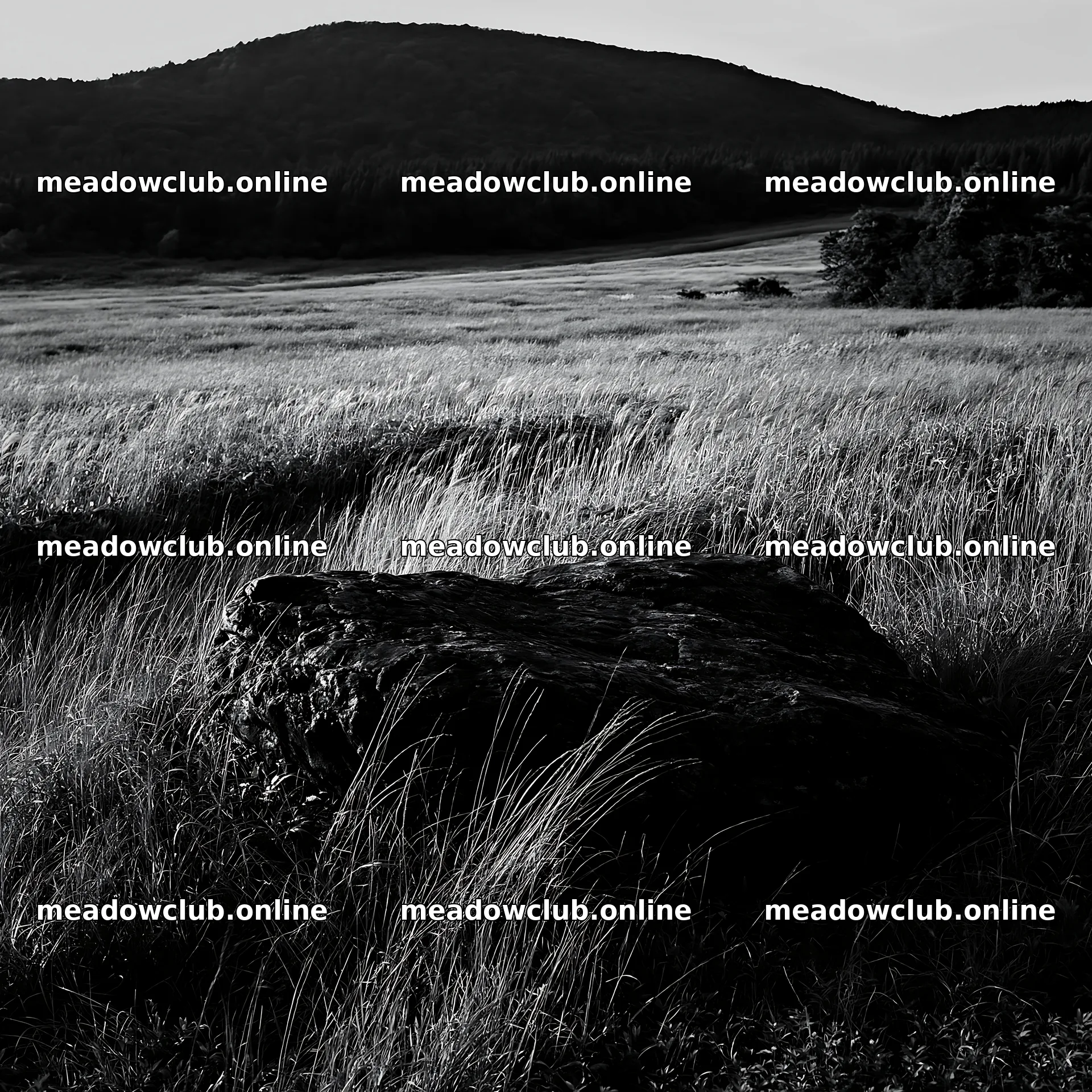 Aomori climate resilient meadow with boulder under soft light – meadow photos 7938x7938
