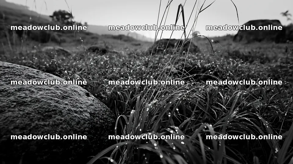 Aomori climate resilient meadow with boulder – meadow photos 10608x5938