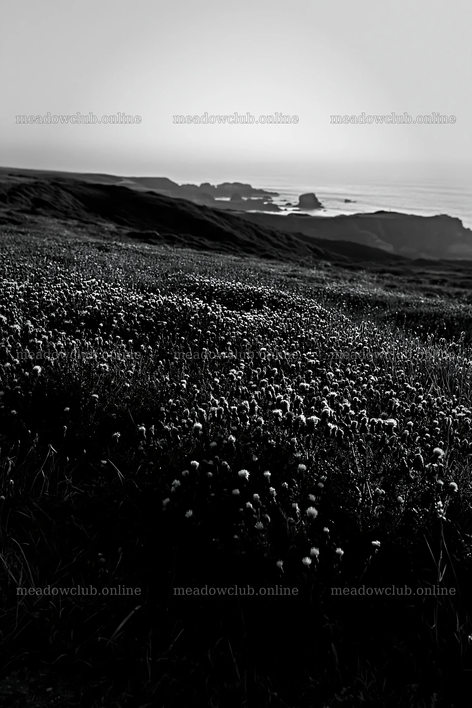 Violet knapweed meadow with coastal view at sunset – meadow photos 6480x9722