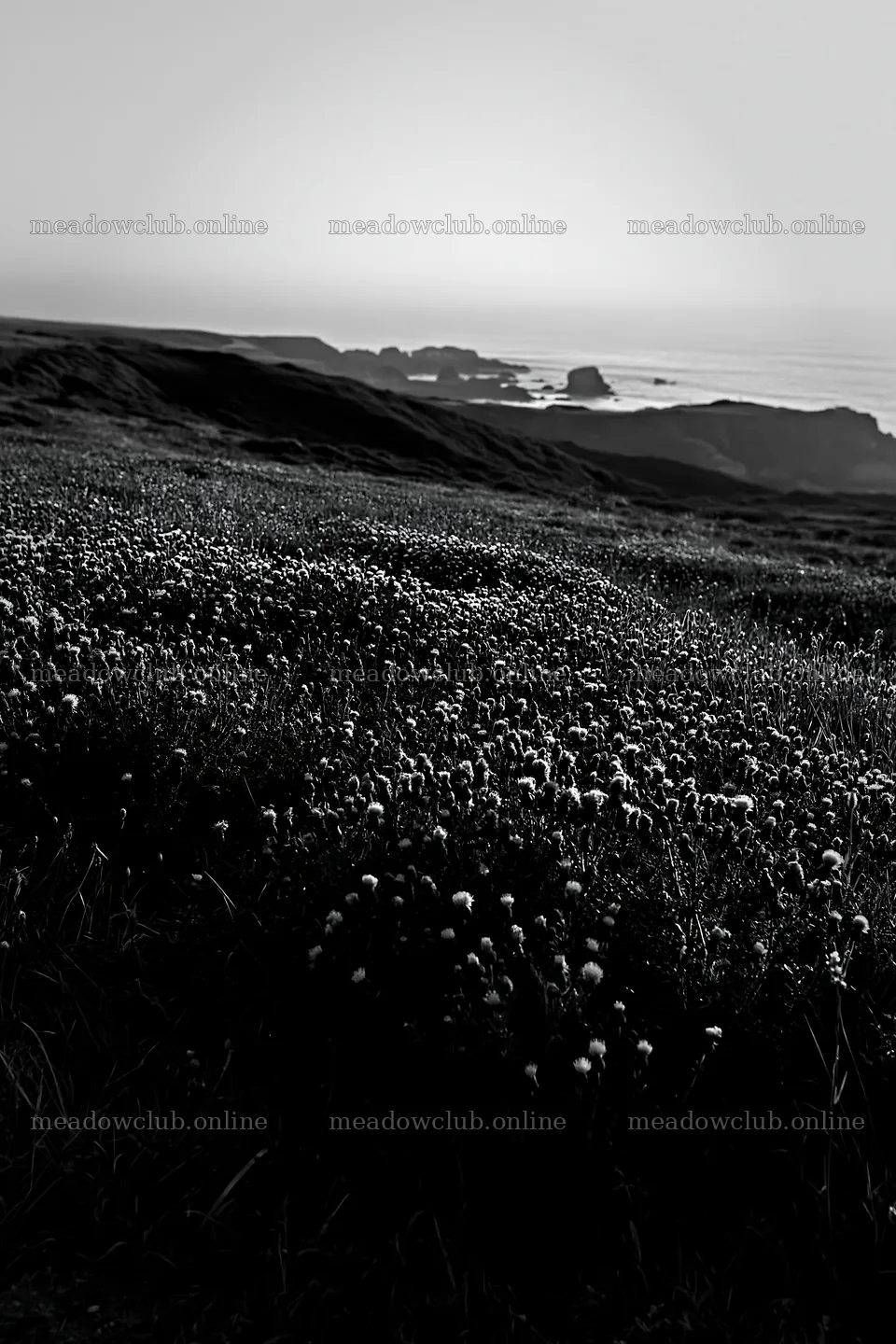 Violet knapweed meadow with coastal view at sunset – meadow photos 6480x9722
