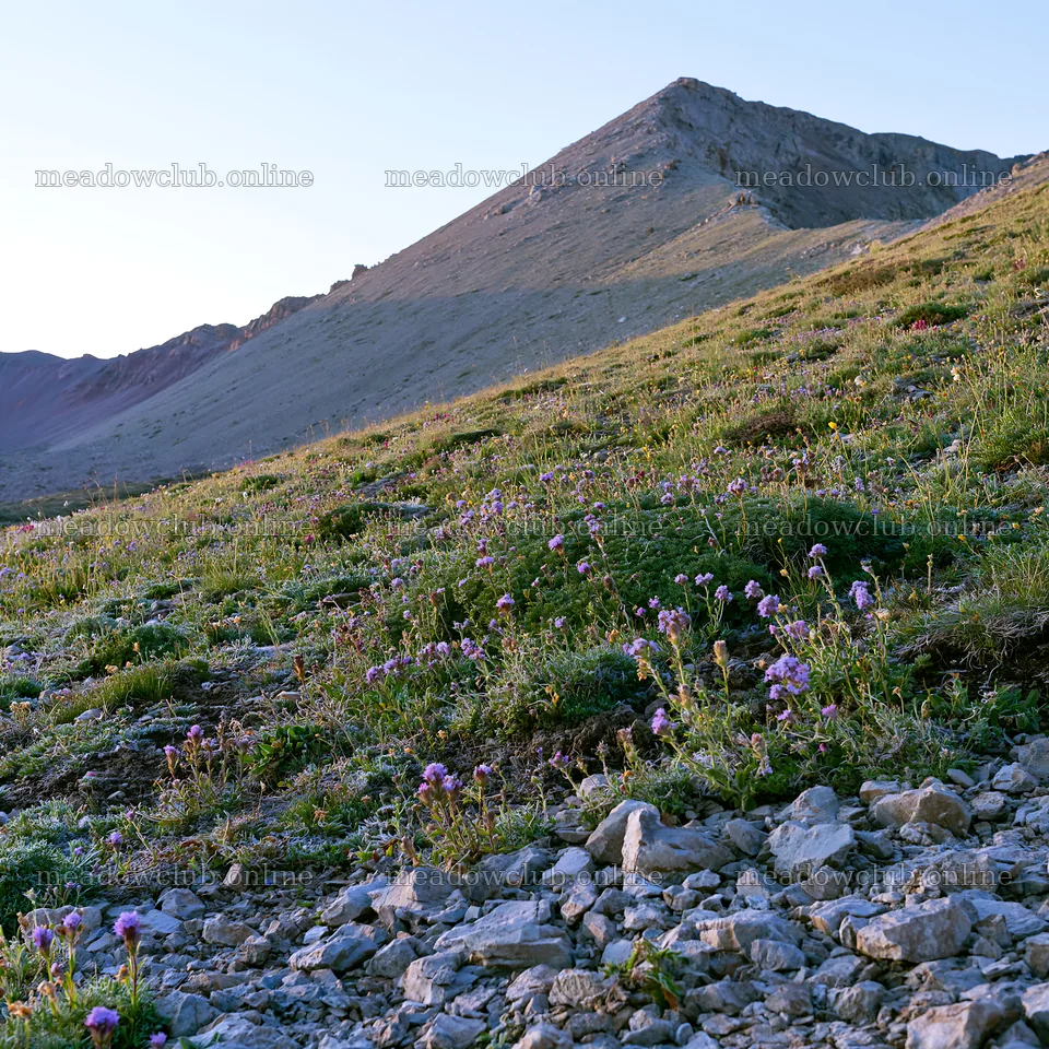 Meadow with wildflowers and mountain in daylight – meadow photos 7938x7938
