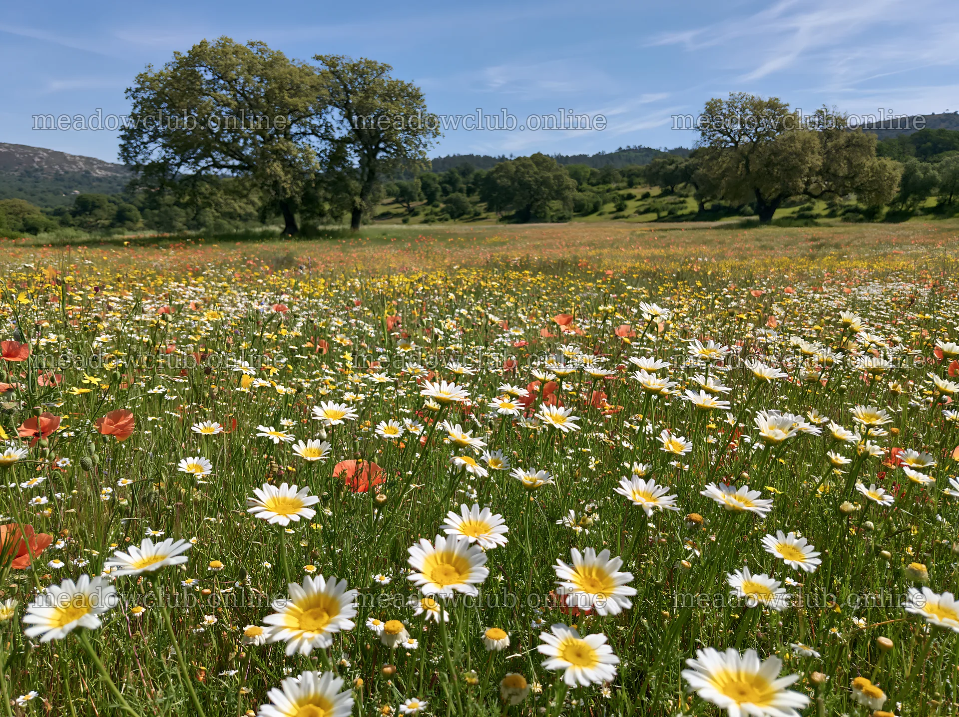 Regenerative meadow filled with wildflowers and greenery – meadow photos 9174x6866
