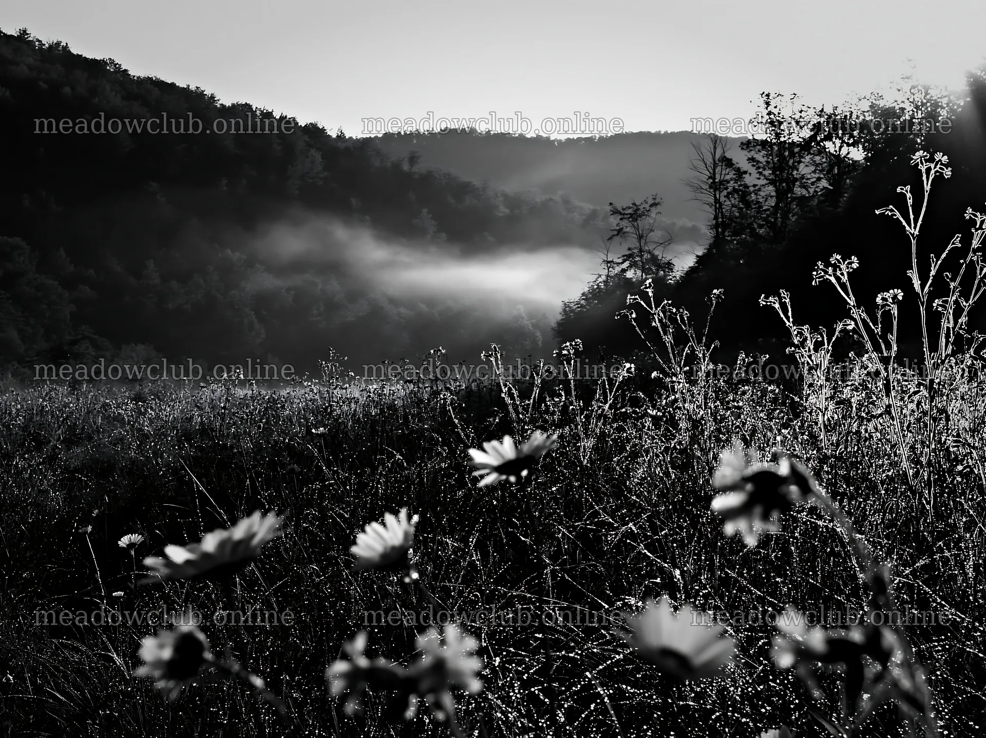 Hungarian meadow along wooded valley in black and white – meadow photos 9174x6866