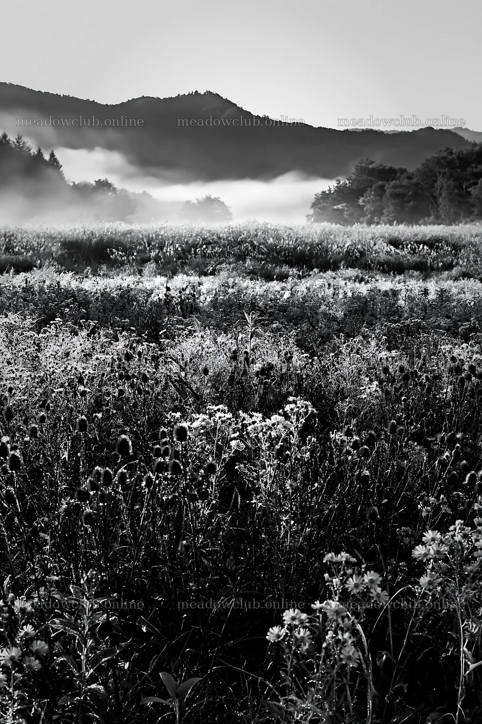 Biodiverse Nagano silver grass meadow dew in early morning light – meadow photos 6480x9722