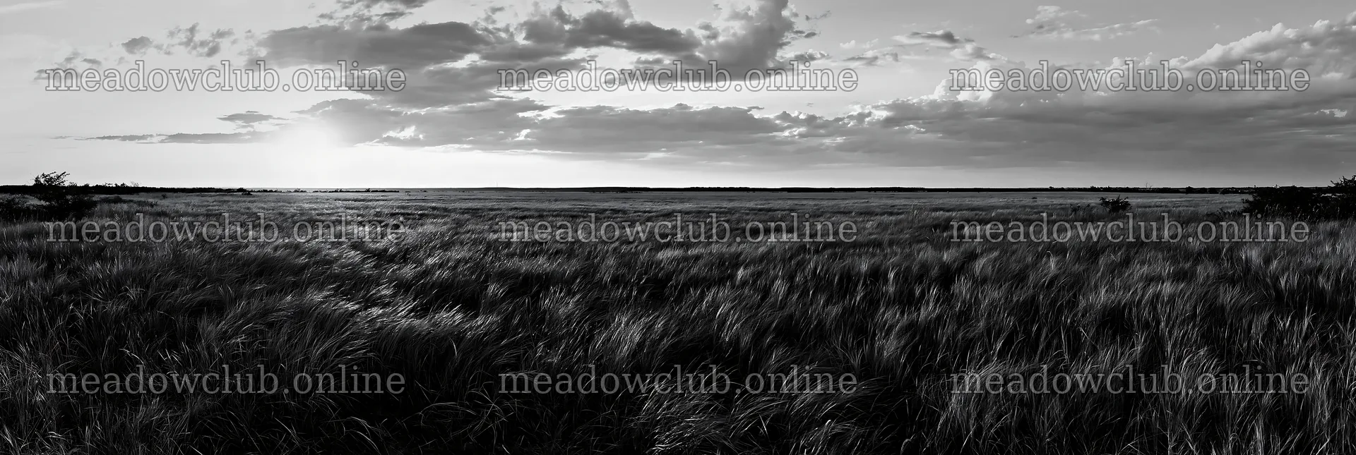 Seedhead meadow at sunset with cloudy sky – meadow photos 13690x4602