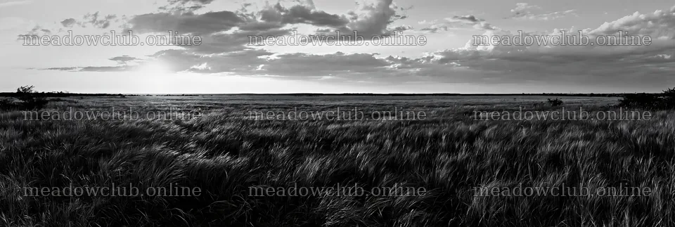 Seedhead meadow at sunset with cloudy sky – meadow photos 13690x4602