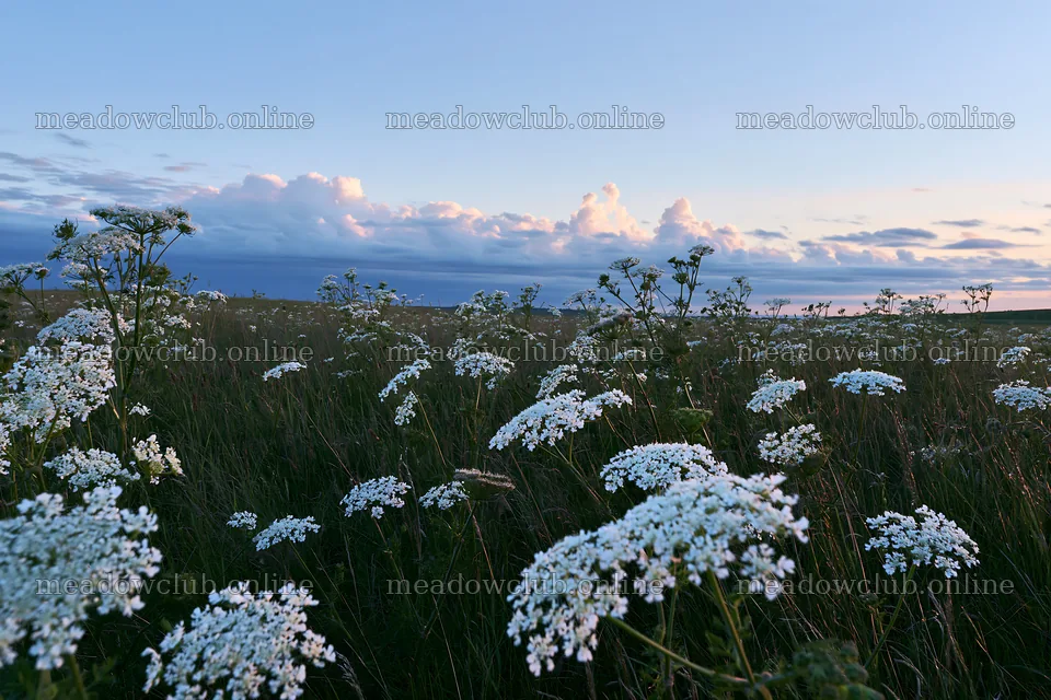 Cow parsley meadow with clouds and sunset light – meadow photos 9722x6480
