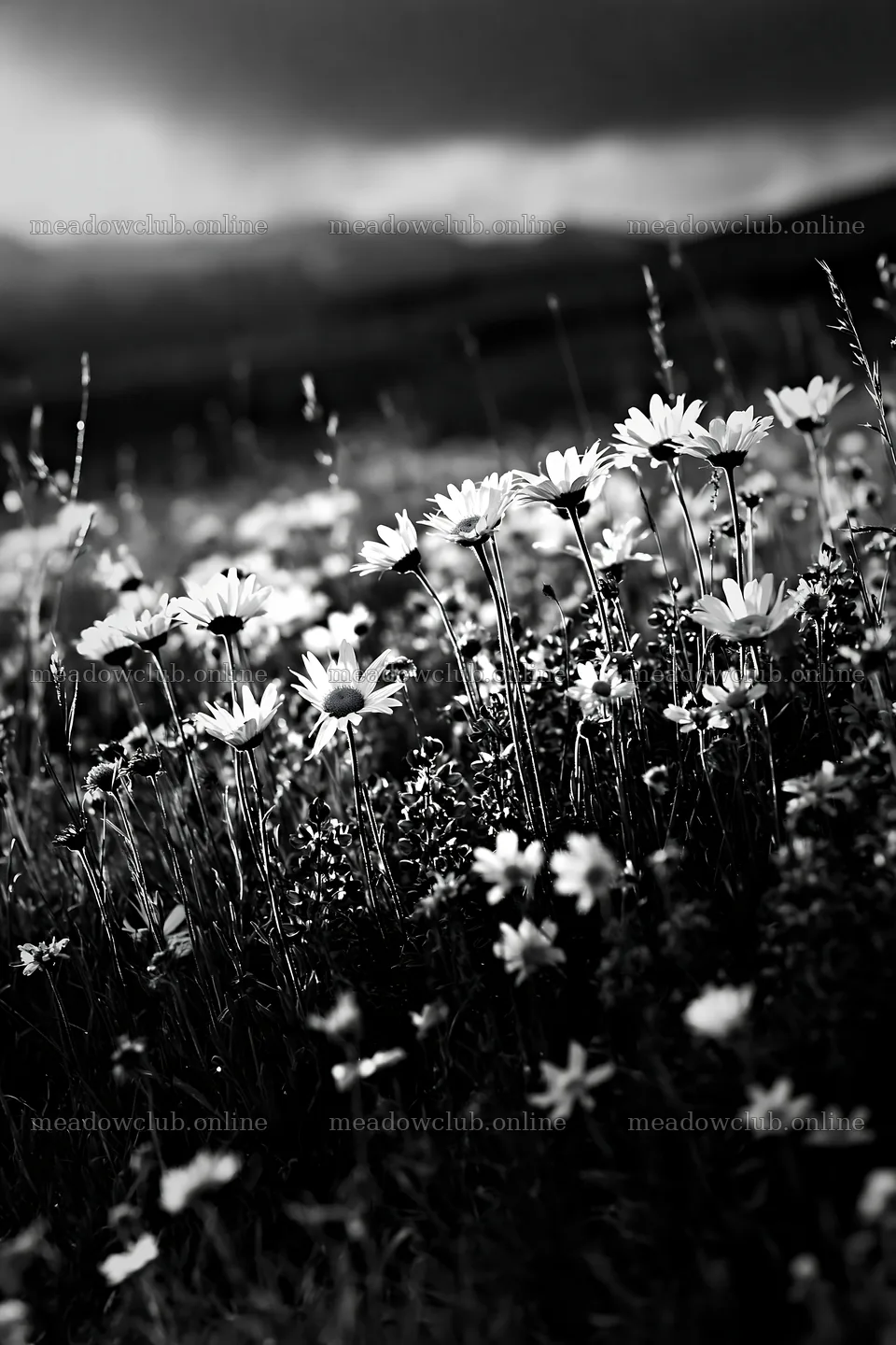 Snowy highland meadow with flowers and cloudy sky – meadow photos 6480x9722