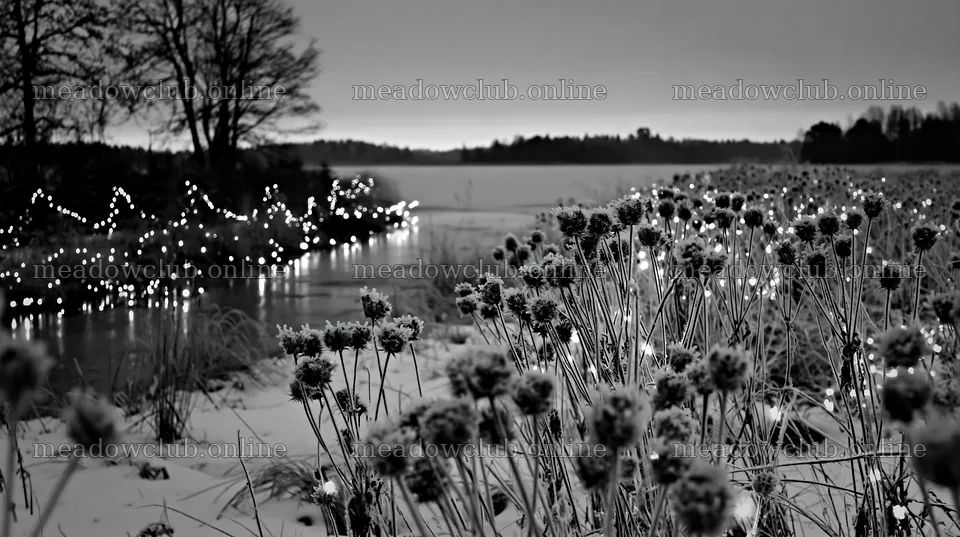 Winter landscape with frost seedheads and lanterns in meadow – meadow photos 10608x5938