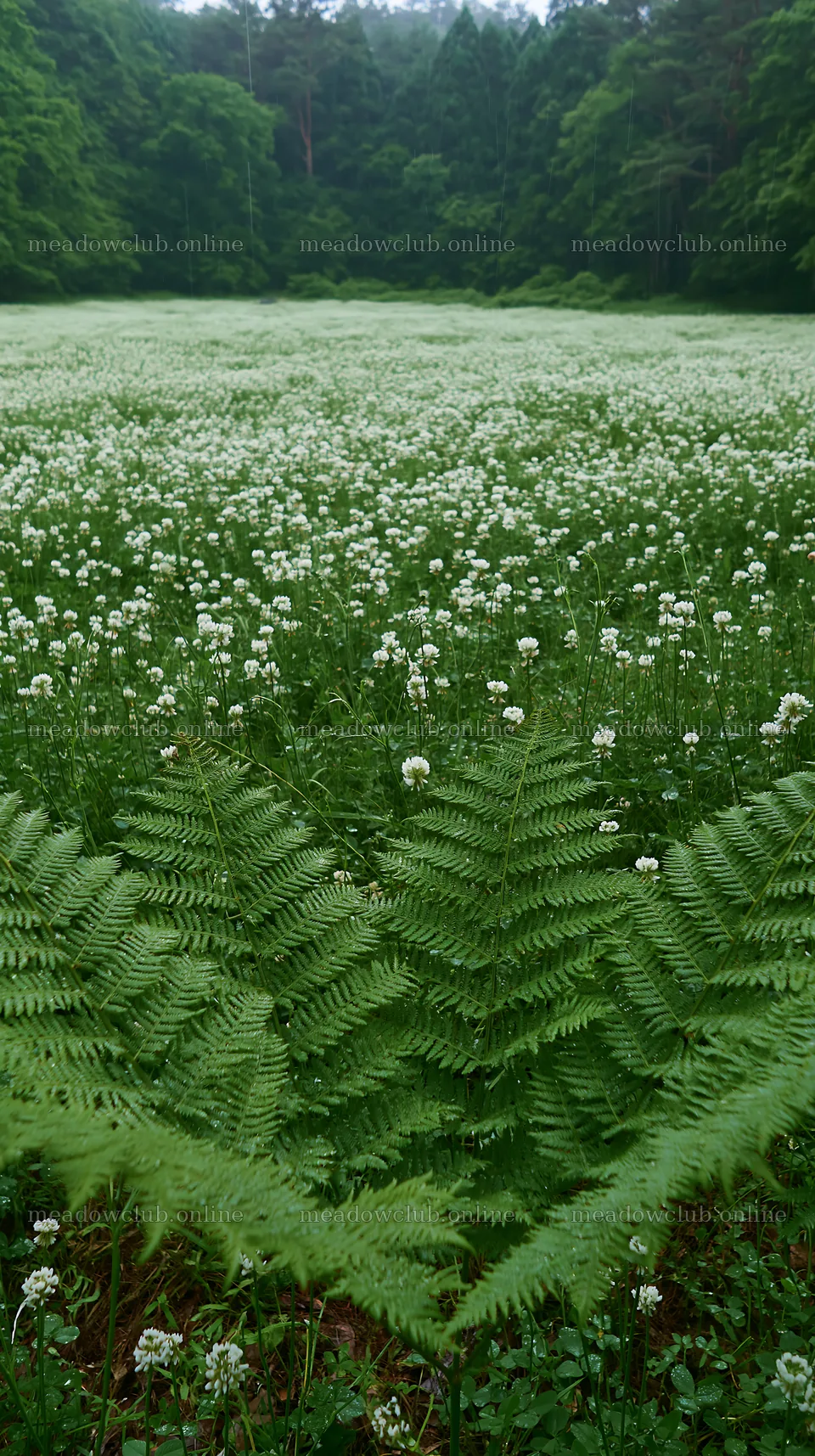 Nara summer meadow with fern foreground and flowering plants – meadow photos 5938x10608