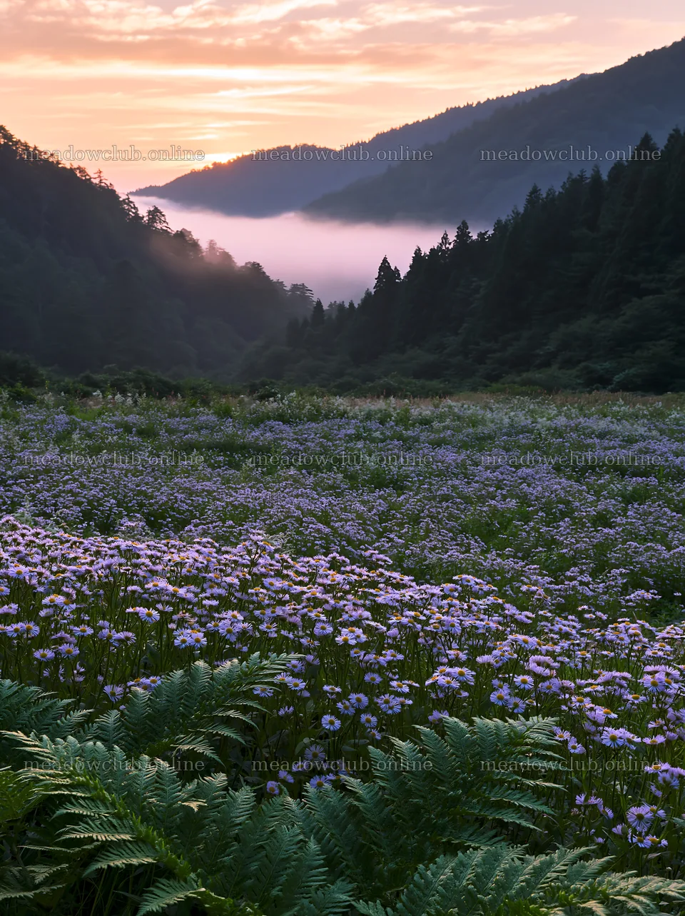 Tokushima mountain meadow with fern fronds and flowers at sunset – meadow photos 6866x9174