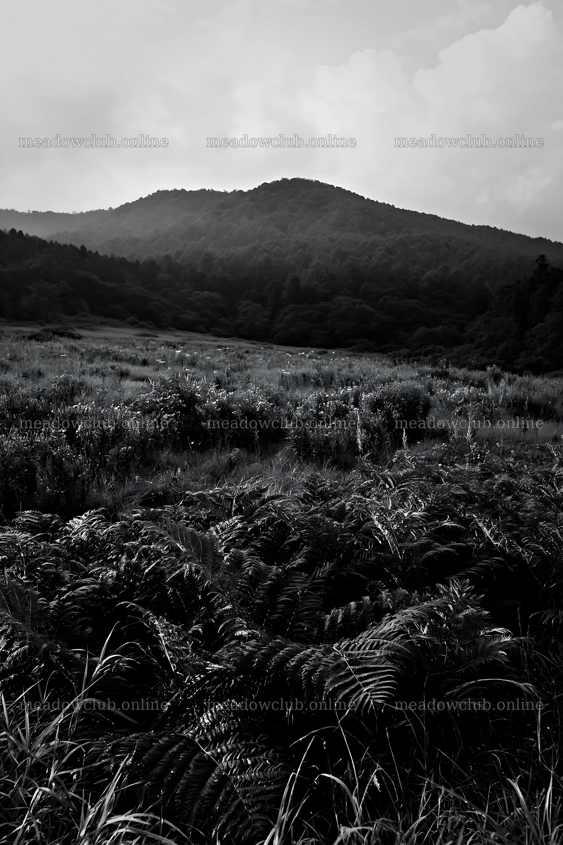 Nara summer meadow with fern foreground in black and white – meadow photos 6480x9722