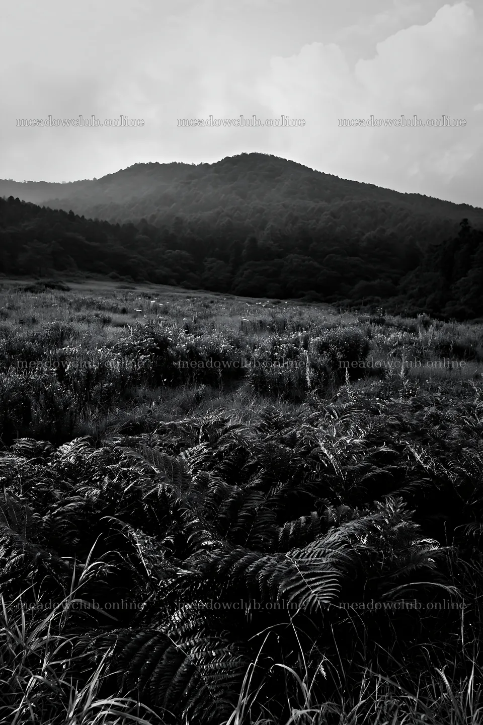 Nara summer meadow with fern foreground in black and white – meadow photos 6480x9722