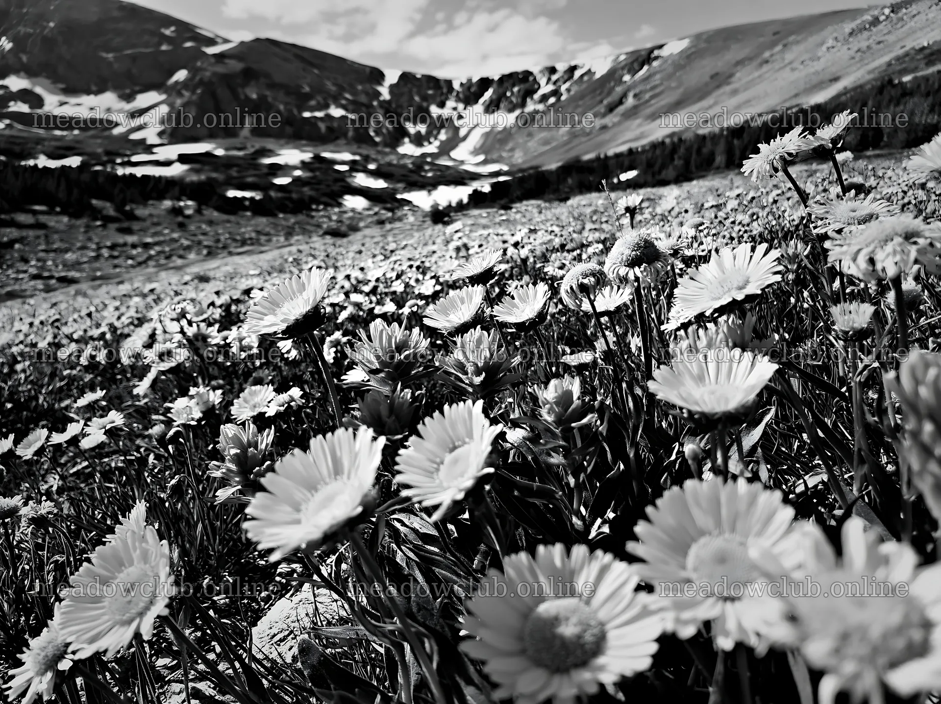 Colorful daisies in a meadow with mountains in the background – meadow photos 9174x6866