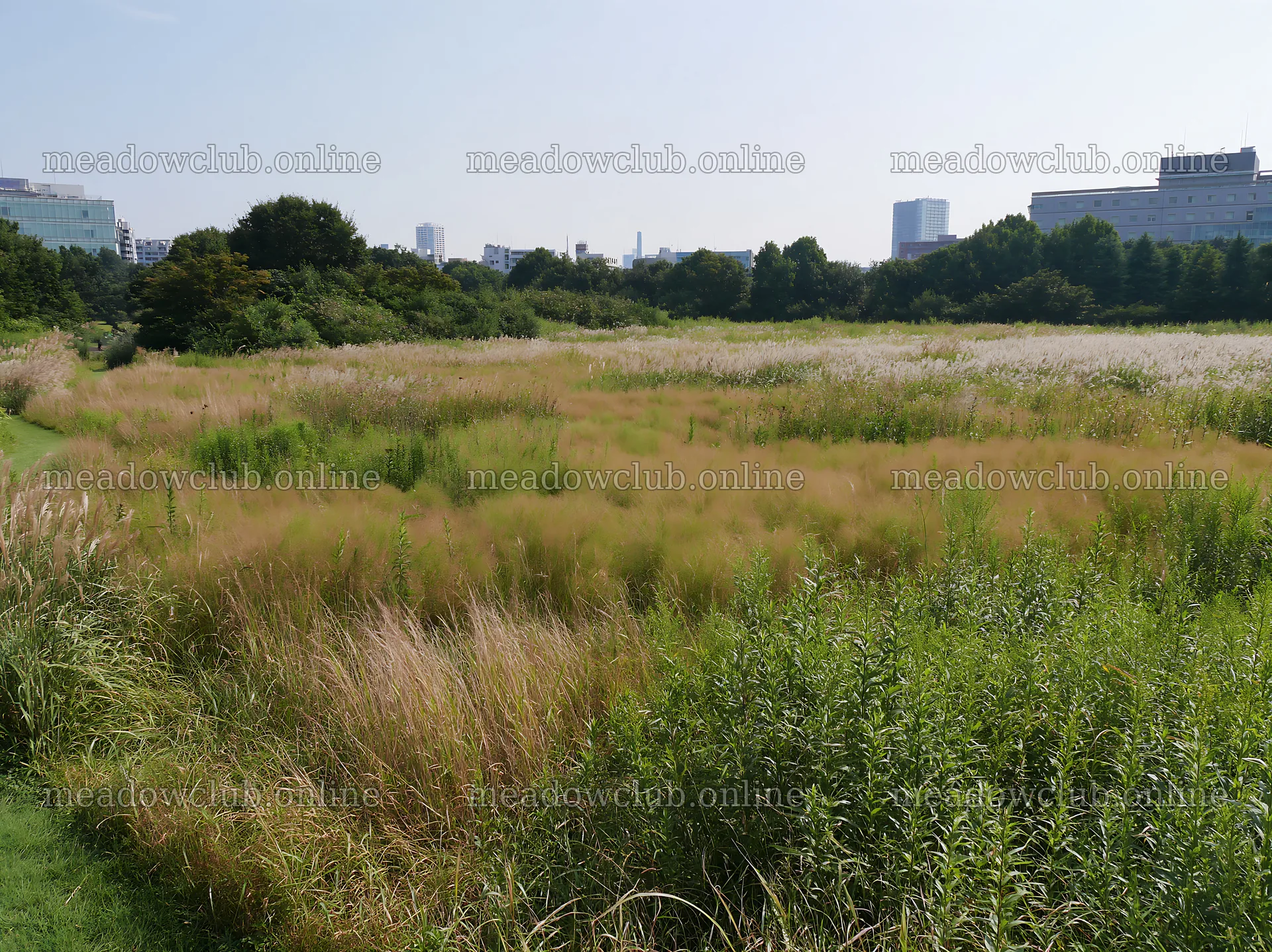 Tokyo urban biodiversity meadow with seedheads in city setting – meadow photos 9174x6866
