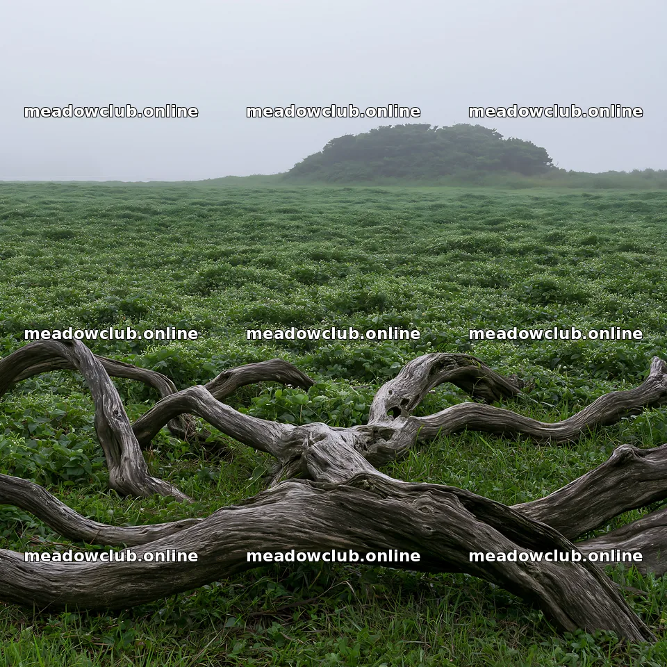 Chiba coastal climate meadow with driftwood in the foreground – meadow photos 7938x7938
