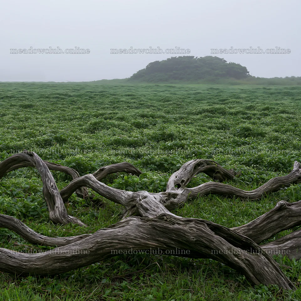 Chiba coastal climate meadow with driftwood in the foreground – meadow photos 7938x7938