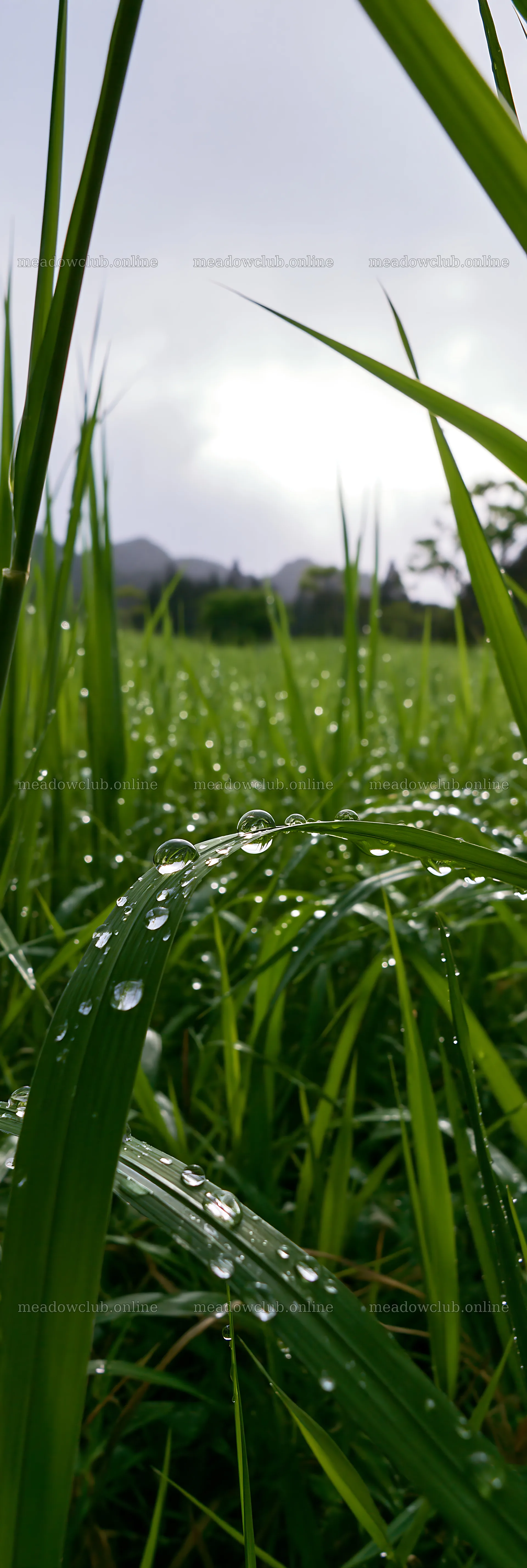 Fukui grass meadow with rain droplets on green blades – meadow photos 4602x13690