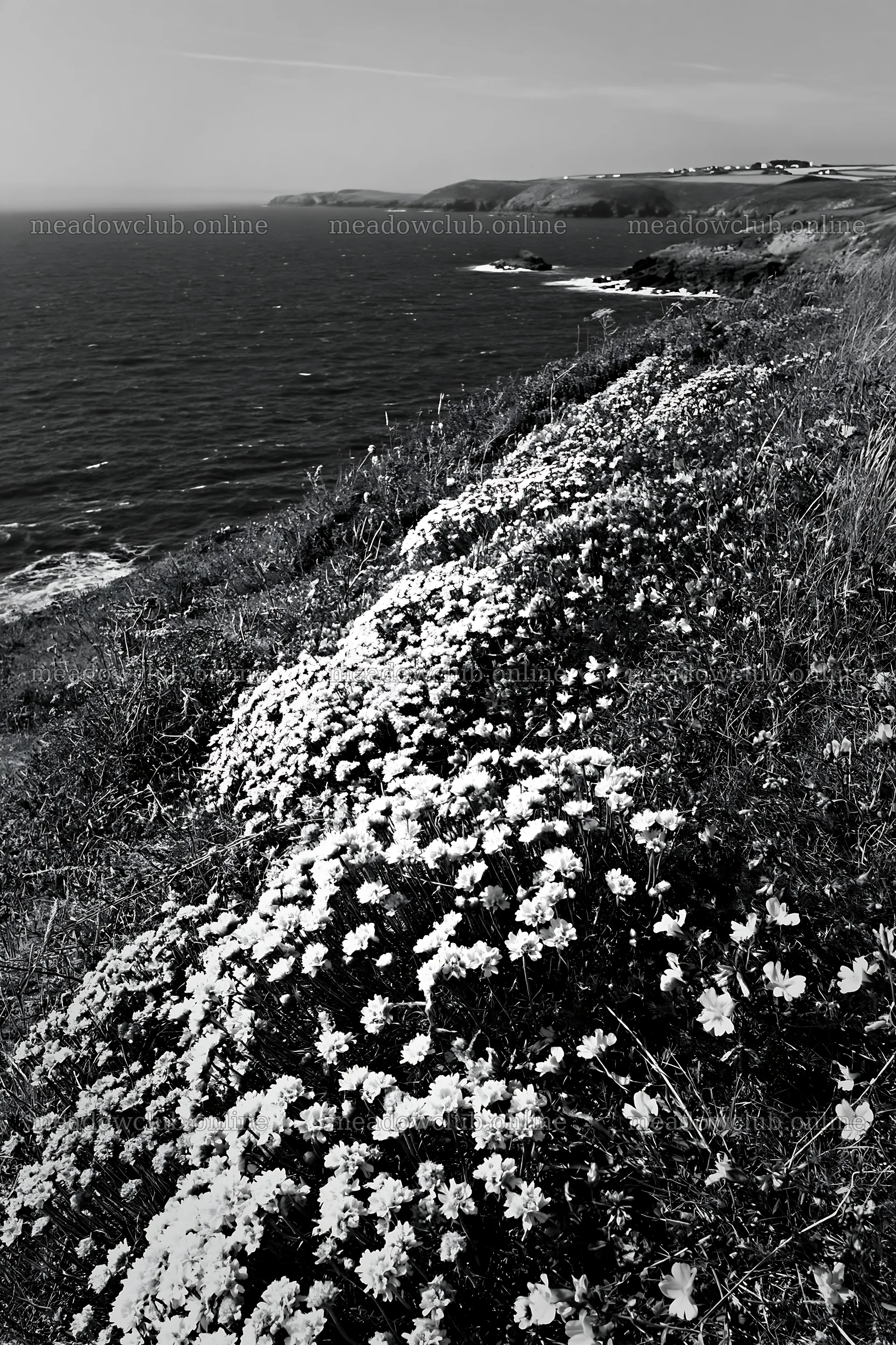 Regenerative meadow by the coast with white flowers – meadow photos 6480x9722