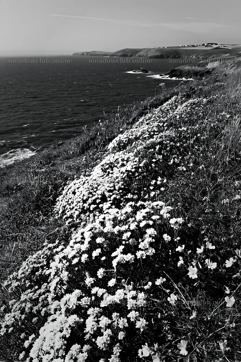 Regenerative meadow by the coast with white flowers – meadow photos 6480x9722