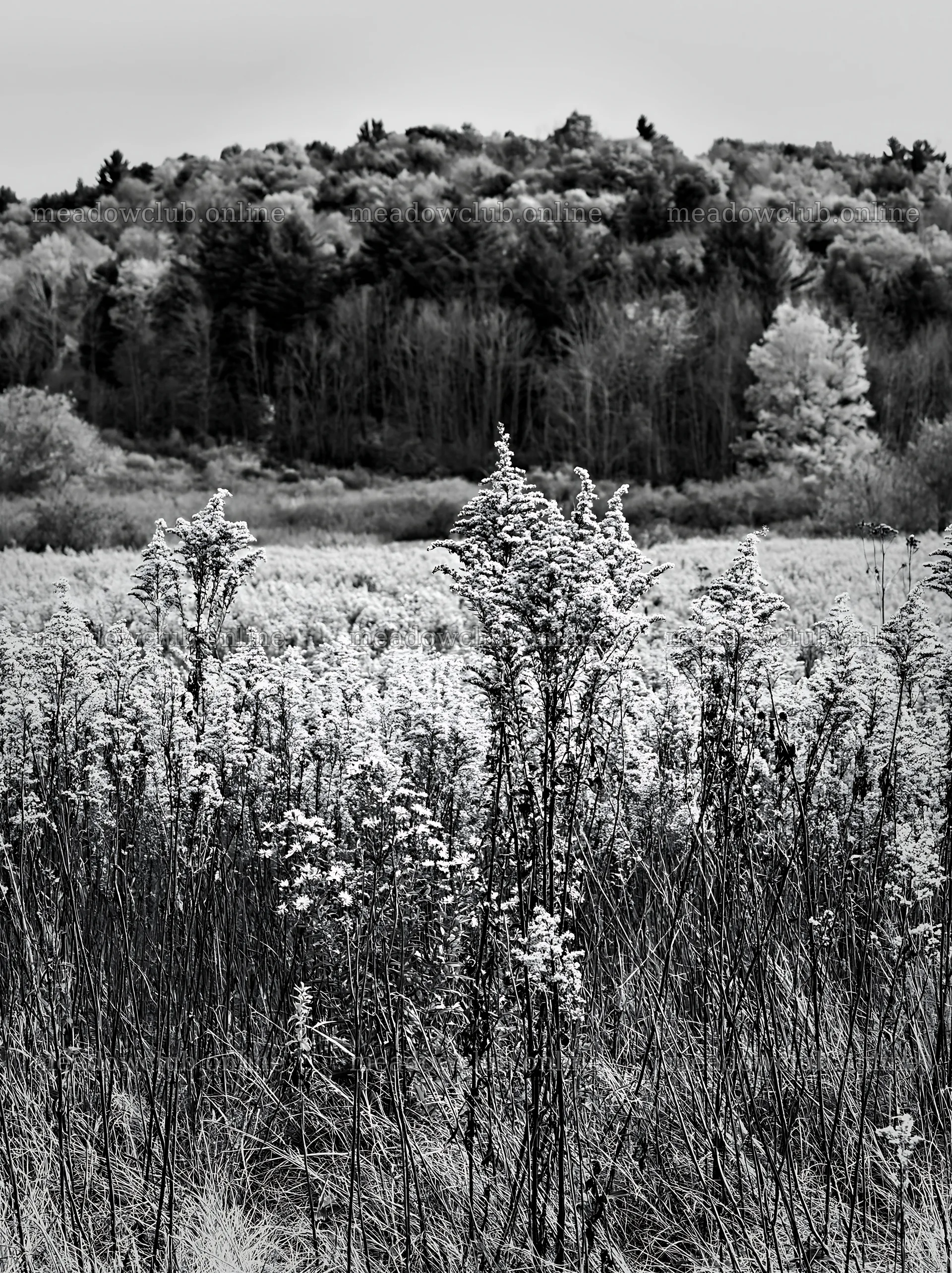 Seedhead meadow with autumn colors in the background – meadow photos 6866x9174