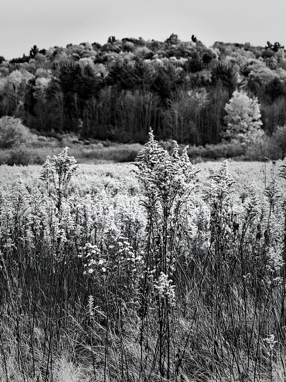 Seedhead meadow with autumn colors in the background – meadow photos 6866x9174