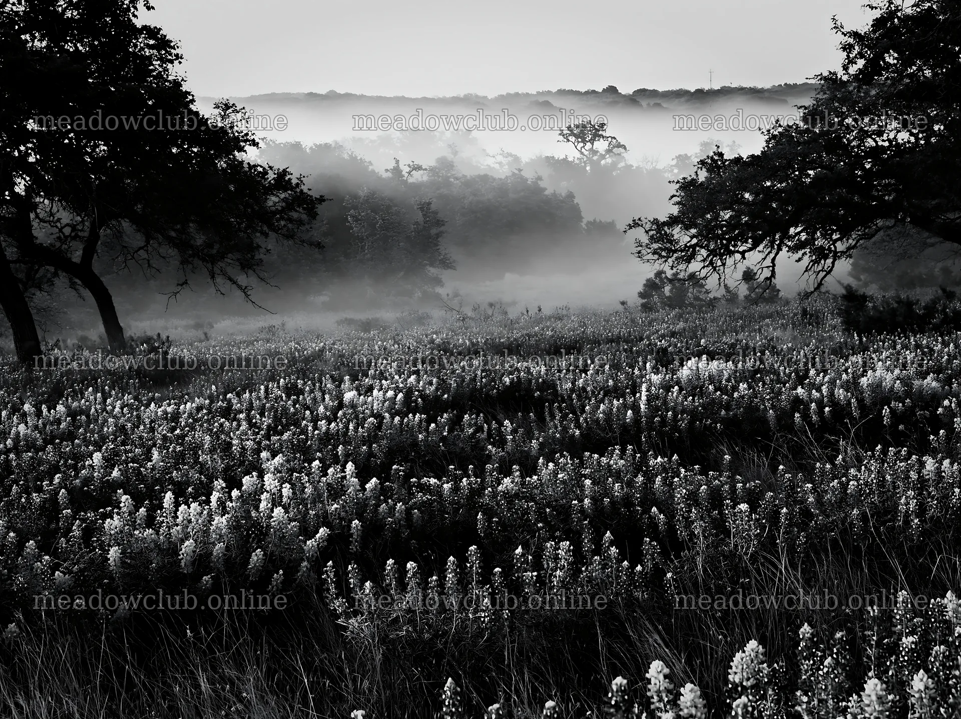 Colorful lupine meadow with morning fog in a natural landscape – meadow photos 9174x6866