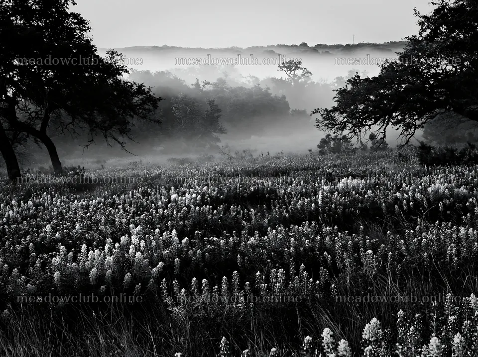 Colorful lupine meadow with morning fog in a natural landscape – meadow photos 9174x6866