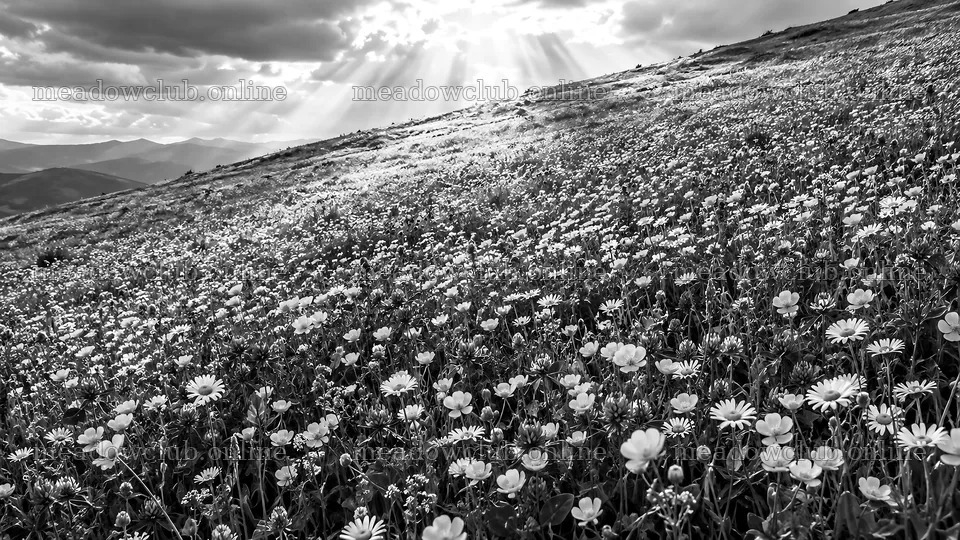 Monochrome Wildflower Meadow on a Hillside – meadow photos 10324x5812