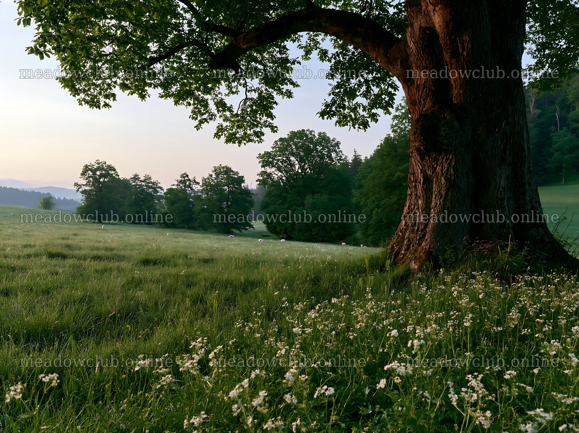 German foothill meadow with trees and wildflowers in the foreground – meadow photos 9174x6866