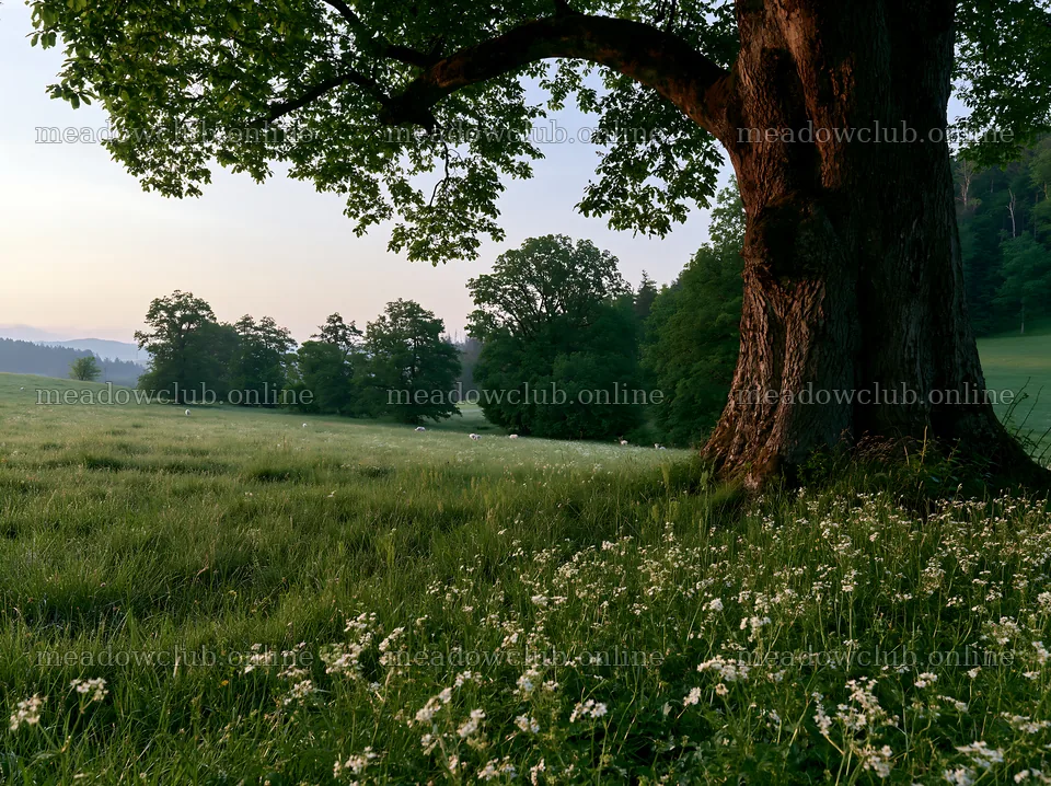 German foothill meadow with trees and wildflowers in the foreground – meadow photos 9174x6866
