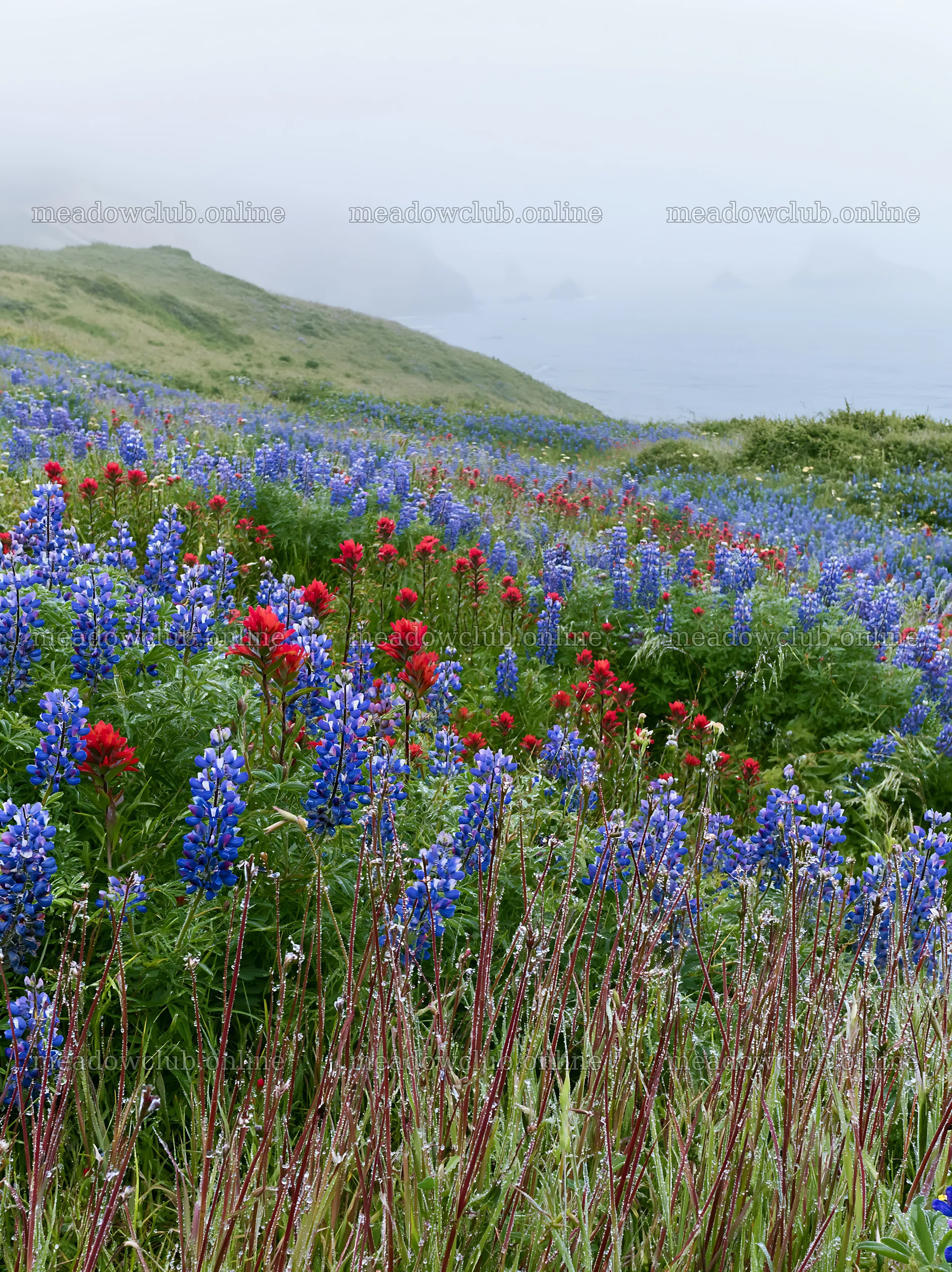 Vibrant flowers in a coastal meadow with foggy ocean backdrop – meadow photos 6866x9174