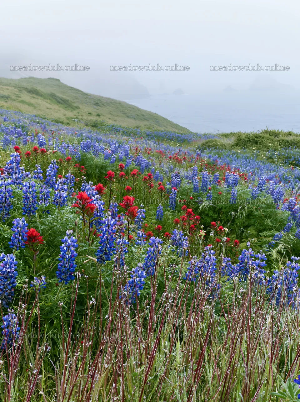 Vibrant flowers in a coastal meadow with foggy ocean backdrop – meadow photos 6866x9174