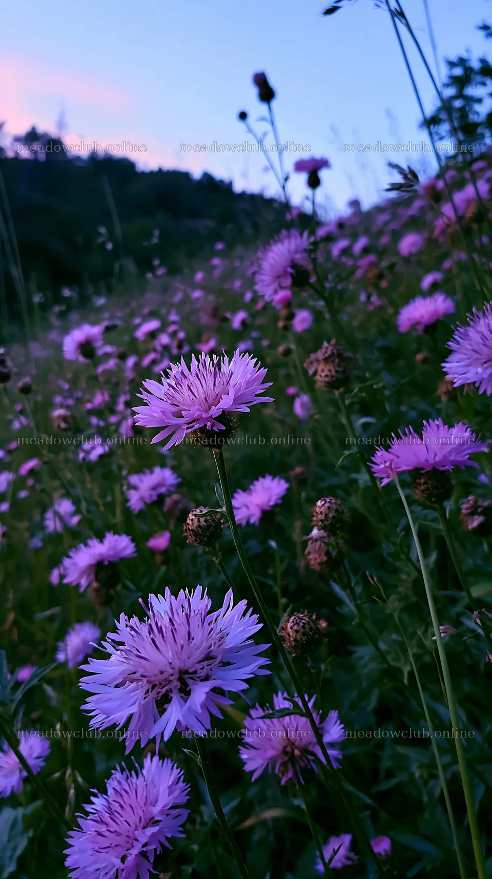 Violet knapweed meadow at dusk with blooming flowers – meadow photos 5938x10608