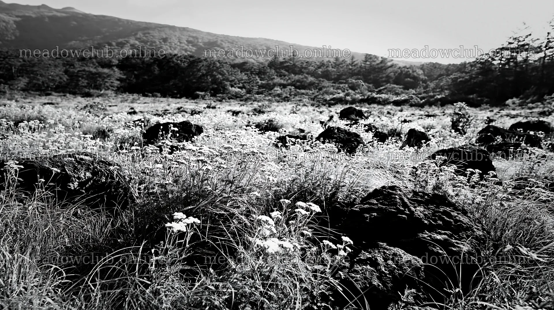 Yamanashi regenerative meadow with basalt stones in bright sunlight – meadow photos 10608x5938