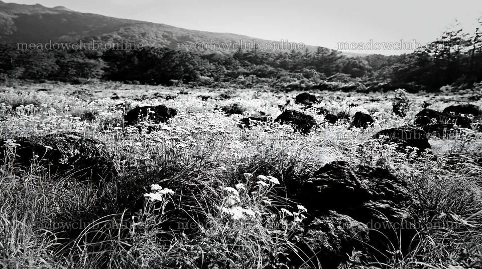 Yamanashi regenerative meadow with basalt stones in bright sunlight – meadow photos 10608x5938