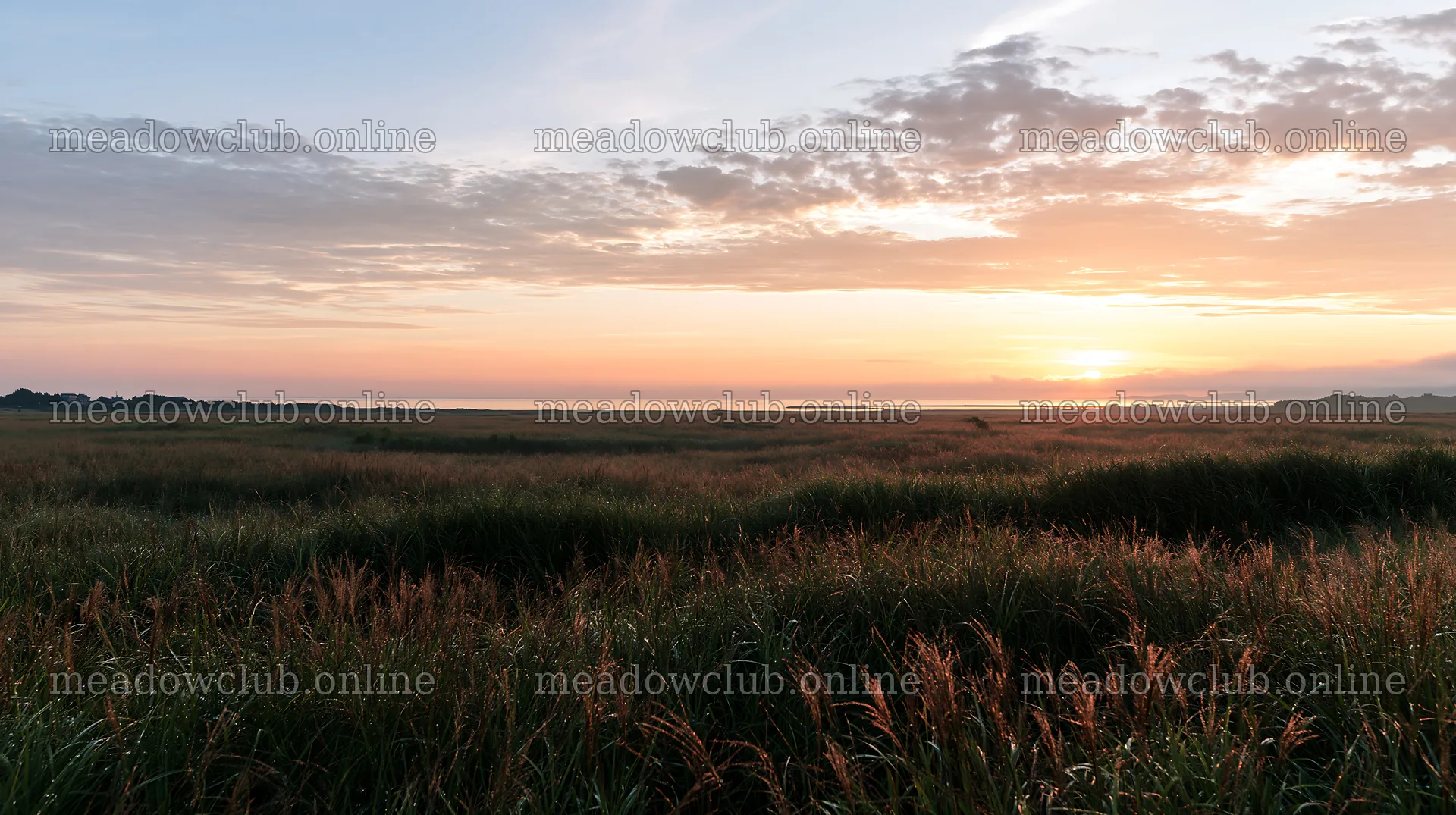 Miyazaki sunrise meadow dew covered sedges at dawn – meadow photos 10608x5938