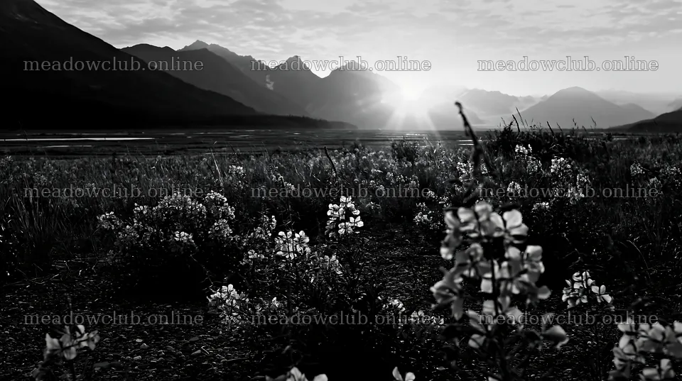 Fireweed meadow at sunset with mountain backdrop – meadow photos 10608x5938