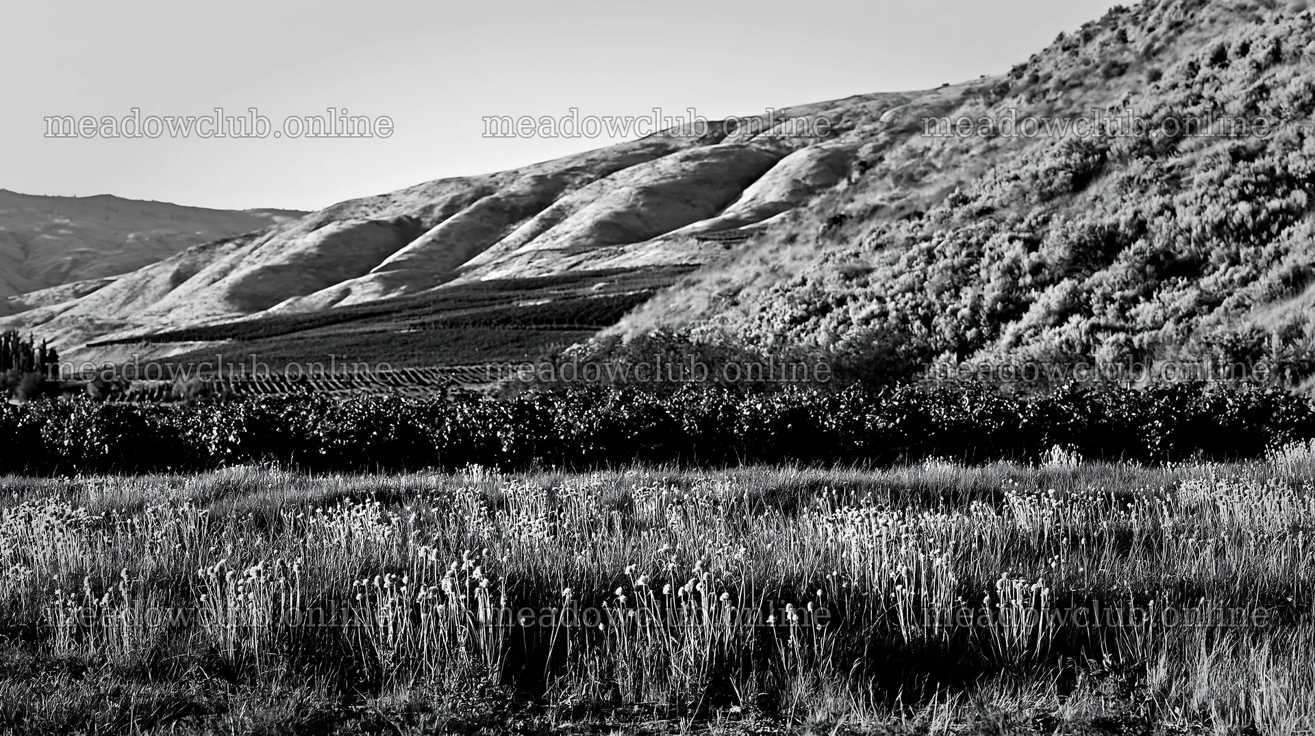 Dandelion orchard meadow with rolling hills and green fields – meadow photos 10608x5938