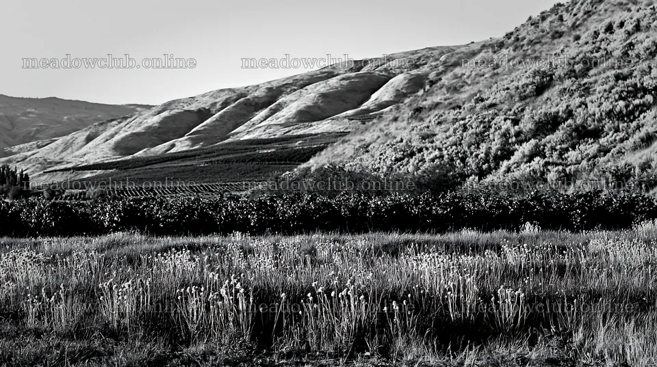 Dandelion orchard meadow with rolling hills and green fields – meadow photos 10608x5938