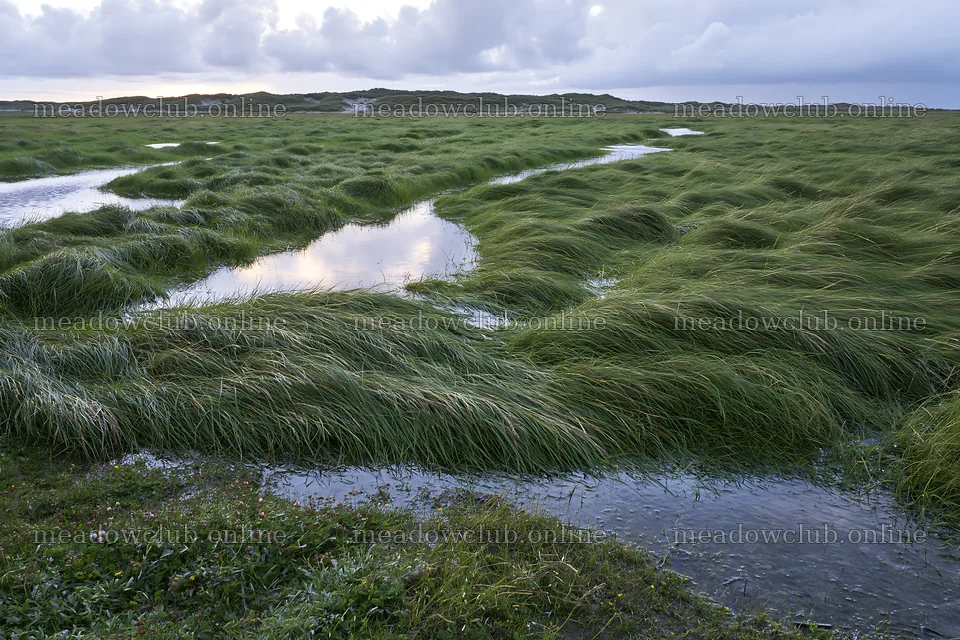 Meadow grass seedheads by small water channels at dusk – meadow photos 9722x6480