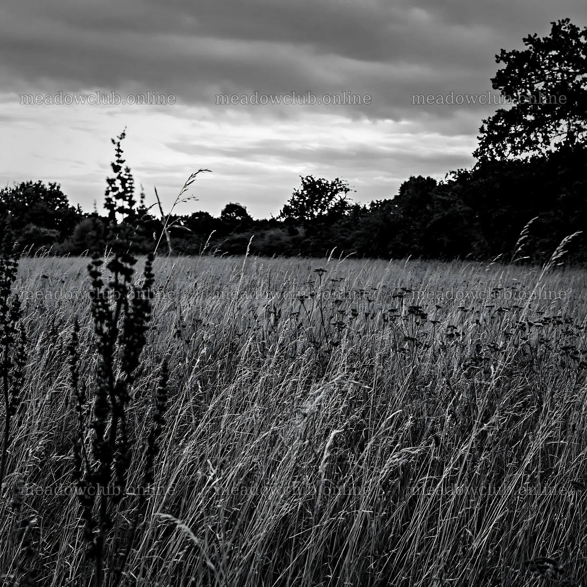 Meadow with seedheads under cloudy sky – meadow photos 7938x7938