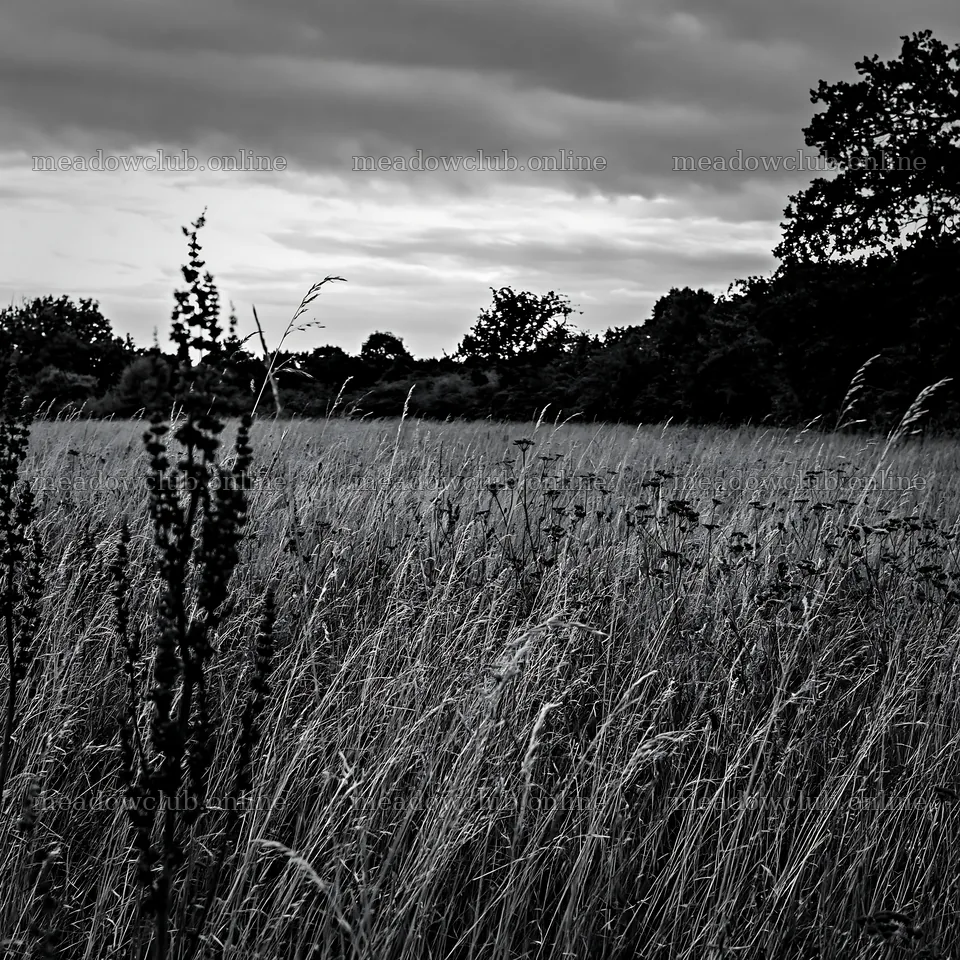 Meadow with seedheads under cloudy sky – meadow photos 7938x7938