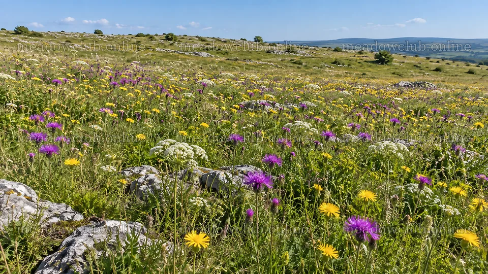 Colorful Wildflowers in a Rocky Meadow – meadow photos 10324x5812